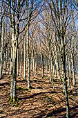 Parco delle Foreste Casentinesi.